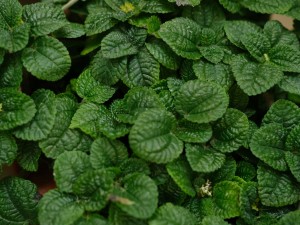 吸毒草可以水培吗