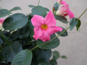 飘香藤什么时候开花