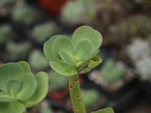 金钱木叶子发黑怎么办