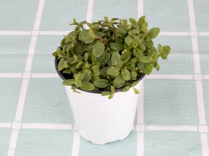 揪一把薄荷，放油锅炒鸡蛋，满鼻喷香！