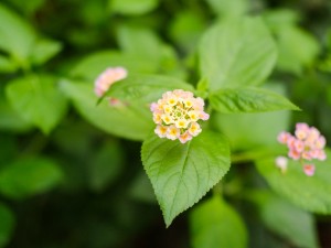 五色梅的养殖方法和注意事项