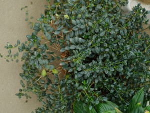 金鱼吊兰能水培吗