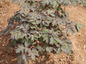 牡丹花不开花怎么办