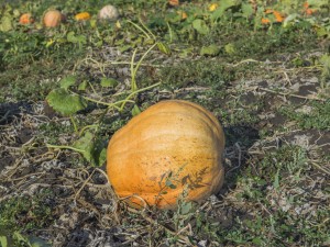 南瓜是凉性还是热性，食用南瓜有什么禁忌