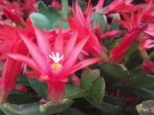 假昙花有哪些品种