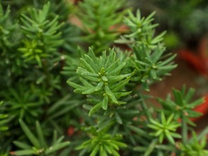 红豆杉掉叶子是怎么回事