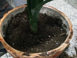 君子兰不开花的原因