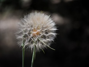 长期喝干蒲公英水好吗