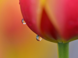 郁金香的风水作用是什么