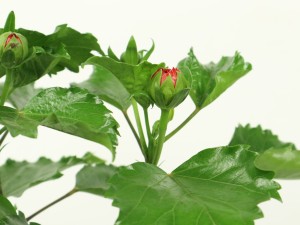 家里可以养扶桑吗，不吉利是不是真的