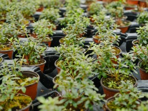 杜鹃花叶子全部发黄怎么办