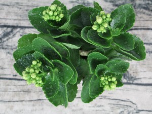 长寿花可以水培吗