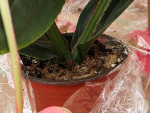 宝莲灯花的花语