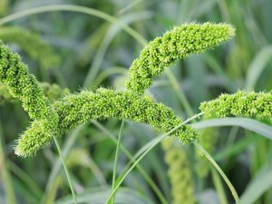 小米的功效与作用，有什么禁忌