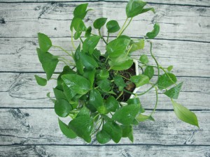 绿萝花茶的功效与作用