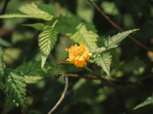 棣棠花的虫害及防治方法