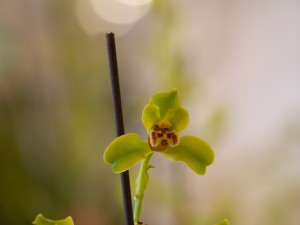 兰花的寓意和象征