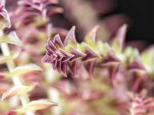 茜之塔的四季养护