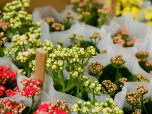 长寿花的叶子发软干枯怎么解决