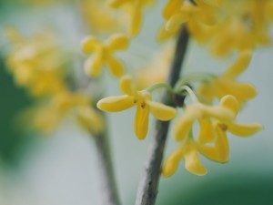 桂花的花语和文化象征