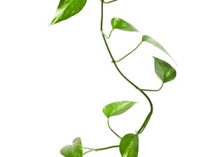 水培绿萝可以养鱼吗