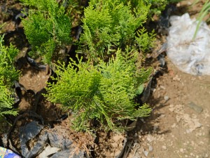 墓地塔柏栽几棵