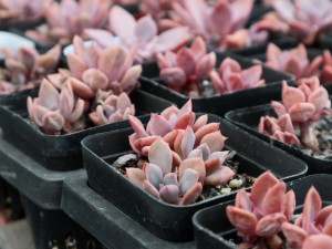 多肉植物四月养护要点