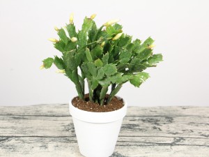 蟹爪兰受冻了怎么办