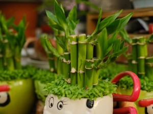 富贵竹烂叶子怎么办