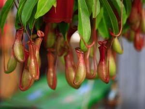 猪笼草的叶子为什么打卷?