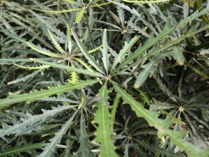 孔雀木的养殖方法和注意事项