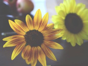 向日葵为什么会向着太阳