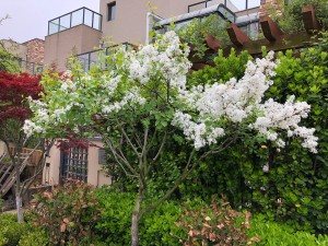 丁香花的主要观赏地介绍