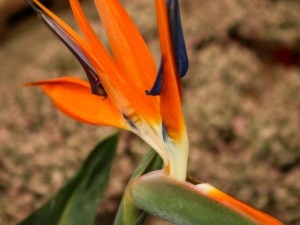 鹤望兰名字的由来