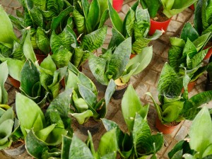 室内镇宅辟邪的绿植