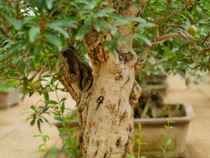 院子里最旺宅的果树