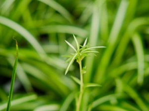 吊兰吸甲醛吗，除甲醛排名第一的植物