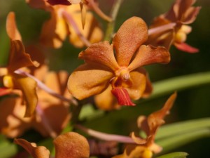 万代兰如何越冬