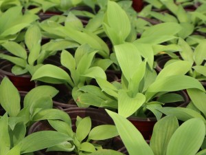 玉簪的花语和寓意，有什么传说故事