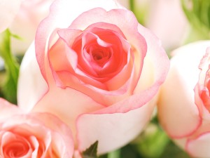 送花给女朋友送什么花