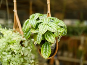 冷水花的繁殖方法