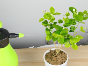 茉莉可以放在卧室吗