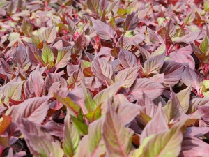 彩叶草叶子软了咋办