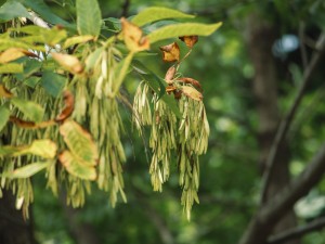 白蜡树的病虫害防治