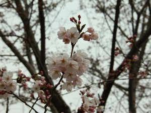 樱花不开花怎么办