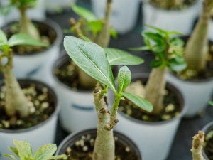 沙漠玫瑰根软了怎么办