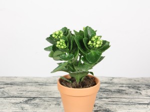 长寿花不开花怎么办