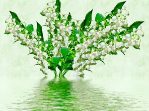 铃兰有什么作用