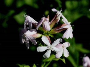 肥皂草的病虫害防治