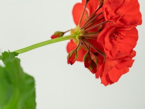 天竺葵的花语和传说